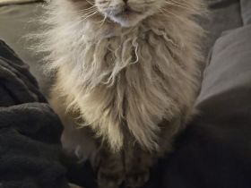 Maincoon Kater nicht reinrassig 5 Jahre