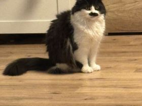 Maincoon Katzen Dame