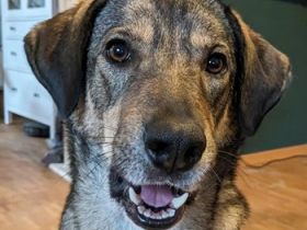 Mary-Kate, geb. ca. 08/2021, lebt bei einer Familie in 53773 Hennef