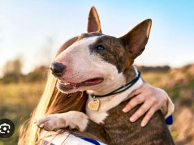 Mini Bullterrier gesucht❤️
