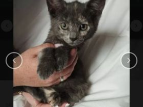 Aus privater auffangstation suchen viele kitten ein Zuhause