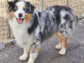 Australian Shepherd Deckrüde, ASCA, blue merle, frei von Gendefekten