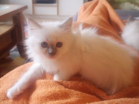 Zauberhafte Heilige Birma Kitten mit Stammbaum suchen liebevolles Zuhause!