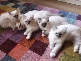 Zauberhafte Heilige Birma Kitten mit Stammbaum suchen liebevolles Zuhause!