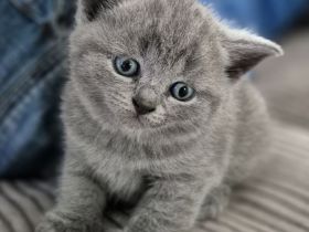 BKH Kätzchen abzugeben – 2 Mädchen & 1 Junge