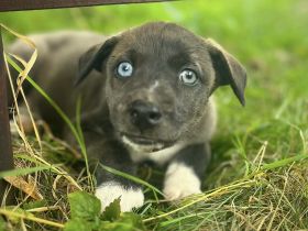 Schöne Welpen Grün Blaue Augen !