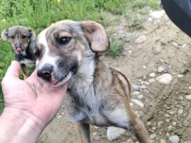 Dale wünscht sich eine eigene Familie