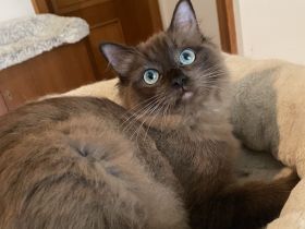 Reinrassige Ragdoll / Cherubim Kitten mit Stammbaum