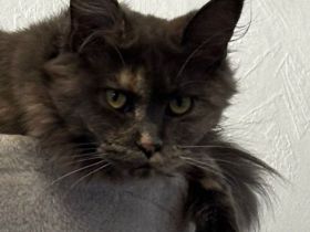 Maincoon Dame 2 Jahre noch nicht kastriert