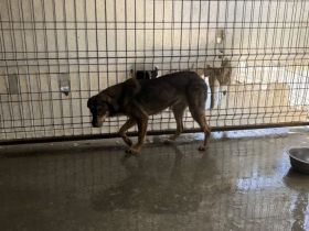 Daphne sucht ein verständnisvolles Zuhause