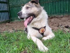 Süße Ringelrute Belmondo sucht sein Zuhause