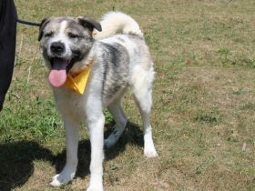 Süße Ringelrute Belmondo sucht sein Zuhause