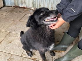 Mission possible: Black Cheeryno sucht ein Zuhause