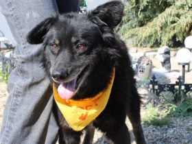 Mission possible: Black Cheeryno sucht ein Zuhause