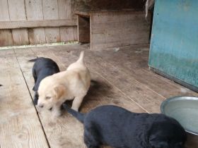 Hovawart-Retriever-Mischlingswelpen im Land Brandenburg