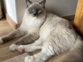 Ragdoll Katze