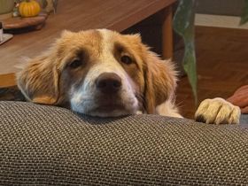 Welpe Liva / weiblich / in einer Pflegestelle 67435 Neustadt an der Weinstraße / Rheinland-Pfalz