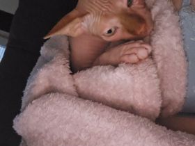 Sphynx Kater