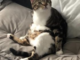 Kater dringend abzugeben