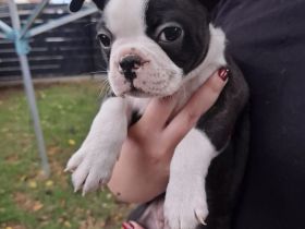 Boston Terrier welpen zu verkaufen