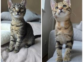 Zwei süße Katzenmädchen, 16 Wochen alt suchen dringend ein Zuhause