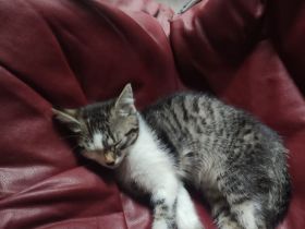 2 Süsse Kätzchen Mischlinge