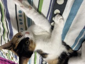 Kater sucht ein neues Zuhause