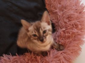 Bengal Katzenbabys mit Stammbaum