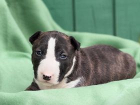 Miniatur Bullterrier the Warrior FCI/ VDH /GBF