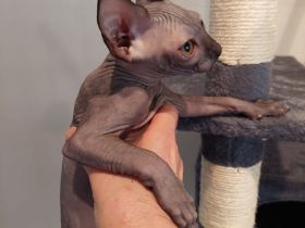 🐾 5 Sphynx-Kater & 1 Kätzchen suchen liebevolle Familien 🏡