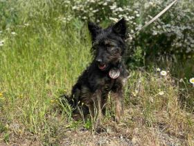 Süße Wilma sucht ihr Körbchen