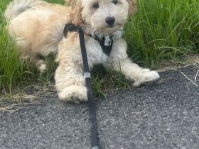 Maltipoo Rüde Fips sucht liebevolles Zuhause