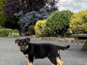 🐾 VDH-registrierte Deutsche Schäferhund-Welpen – Rüde & Hündin abzugeben🐾