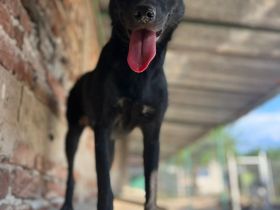 Marla- die charmante Hundemaus sucht ein neues Zuhause❤️🍀