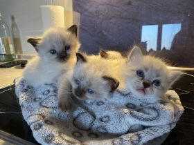 Heilige Birma Traumkitten abgabebereit