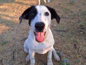 Harper - tolle Junghündin sucht dich!