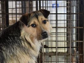 Unsicherer Findus sucht Schutz und Liebe