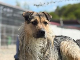 Hübscher Findus sucht Schutz und Liebe