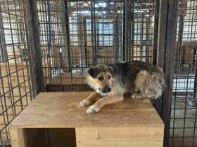 Unsicherer Findus sucht Schutz und Liebe