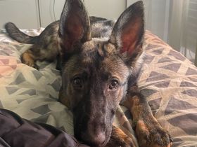 Deutscher Schäferhund