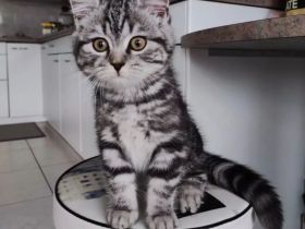 Wurfankündigung reinrassige BKH Silver Tabby Whiskas Kitten männlich weiblich