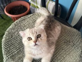 Süße bkh abzugeben