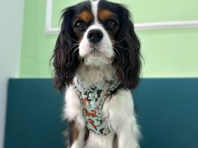 Cavalier King Charles Welpe