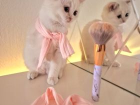 Traumhafte Britisch Kurzhaar Kitten suchen ein liebevolles Zuhause