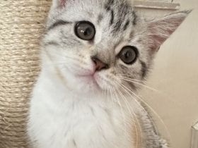 Wunderschöne Fellnasen auf der Suche nach Lieblingsmenschen