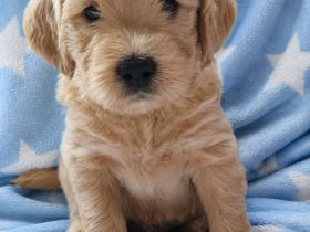 F1 Medium Labradoodle-Welpen – mit Herz in der Familie aufgezogen