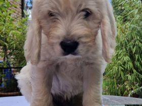 F1 Medium Labradoodle-Welpen – mit Herz in der Familie aufgezogen