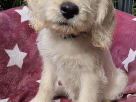 Drei zauberhafte Labradoodle-Welpen suchen ihre Herzensmenschen!