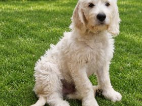 Noch ein zauberhafter Labradoodle-Welpe - Rüde - sucht seine Herzensmenschen!