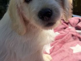 F1 Medium Labradoodle-Welpen – mit Herz in der Familie aufgezogen